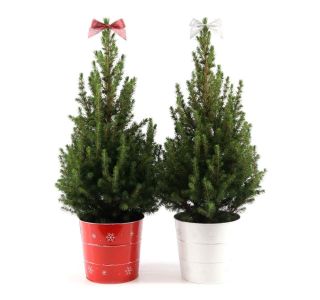 SMREKA PICEA GLAUCA DECEMBER V OKRAS. LON. L19 CM