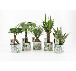 EASY TO CARE V OKR. LON. JUNGLE L14 CM