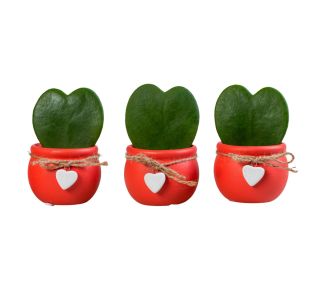 HOYA KERRI V OKRAS. LON L6 CM