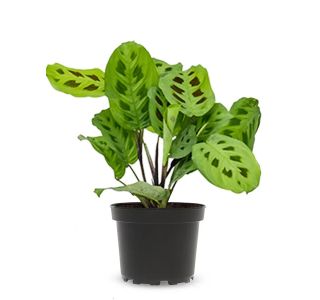 SOBNA ZELENA RASTLINA MARANTA L12 CM