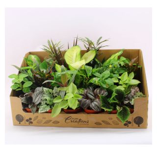 SOBNA ZELENA RASTLINA MINI MIX L8.5 CM