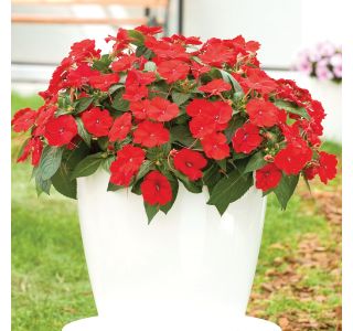 SONČNA VODENKA VOLMARY IMPATIENS X HYBRIDA SUNPATIENS L12