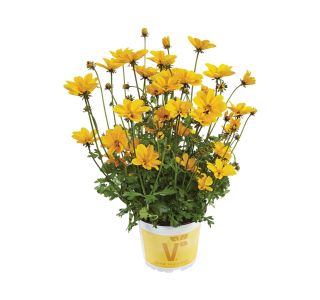 STRUKTURNA CVETOČA RASTL. VOLMARY BIDENS FERULIFOLIA EFRAIM'S GOLD L13