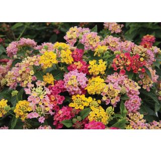 STRUKTURNA CVETOČA RASTL. VOLMARY LANTANA CAMARA EVITA L12