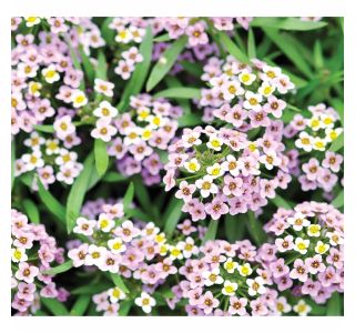 STRUKTURNA CVETOČA RASTL. VOLMARY LOBULARIA MARITIMA LUCIA WHITE COLOURS L12