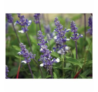 STRUKTURNA CVETOČA RASTL. VOLMARY SALVIA FARINACEA FARINA L12