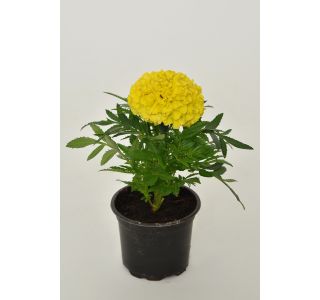 TAGETES ERECTA L9