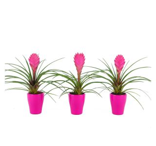 TILANCIJA V OKRASNEM LONČKU L7 CM