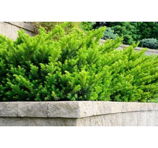 TISA TAXUS L15 20/30CM MEDIA HILII