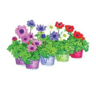 TRAJNICA ANEMONA CORONARIA ANIMO MIX L13