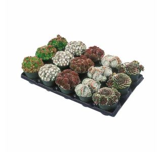TRAJNICE MIX HOMULICE IN NETRESKI MIX L11 SEDUM/SEMPERVIVUM