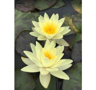 TRAJNICA LOKVANJ (NYMPHAEA) MARL. CHROMATELLA) L11 CM