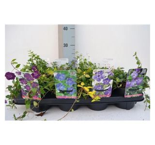 TRAJNICA MALI ZIMZELEN MIX L13 CM