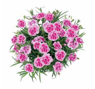 NAGELJ PREZIMNI L10.5 SUNFLOR