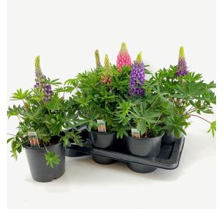 TRAJNICA VOLČJI BOB 17 CM (LUPINIS)