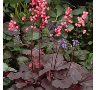 TRAJNICE MIX VOLMARY HEUCHERA MIX L13