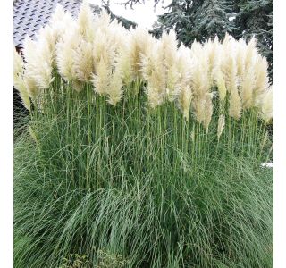 TRAVE CORTADERIA SELLOANA MIX L19