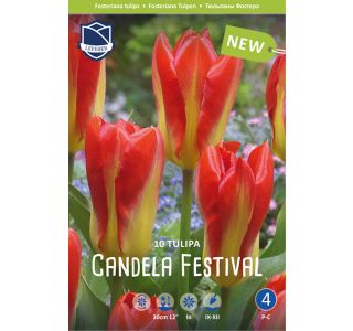 TULIPANI CANDELA FESTIVA