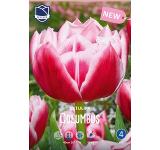 TULIPANI COLUMBUS