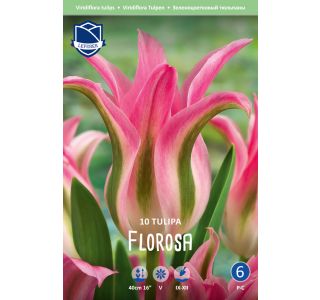 TULIPANI FLOROSA