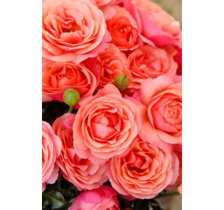 VRTNICA Z ZDRAVIM LISTJEM CORAL LIONS ROSE KORDES MNOGOCVETNICA L2 L