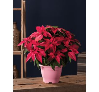 WINTER ROSE IN JESTER 12 CM