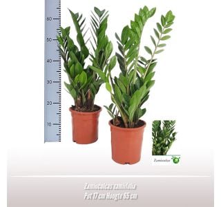 ZAMIJA L17 CM