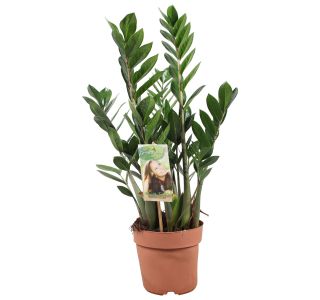 ZAMIJA LUCKY CLASSIC L14 CM
