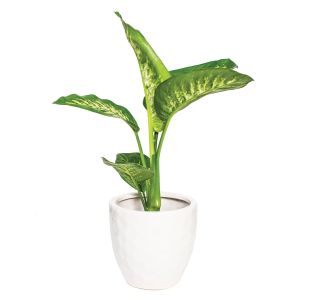 ZELENA RASTLINA DIFENBAHIJA TROPIC SNOW L17
