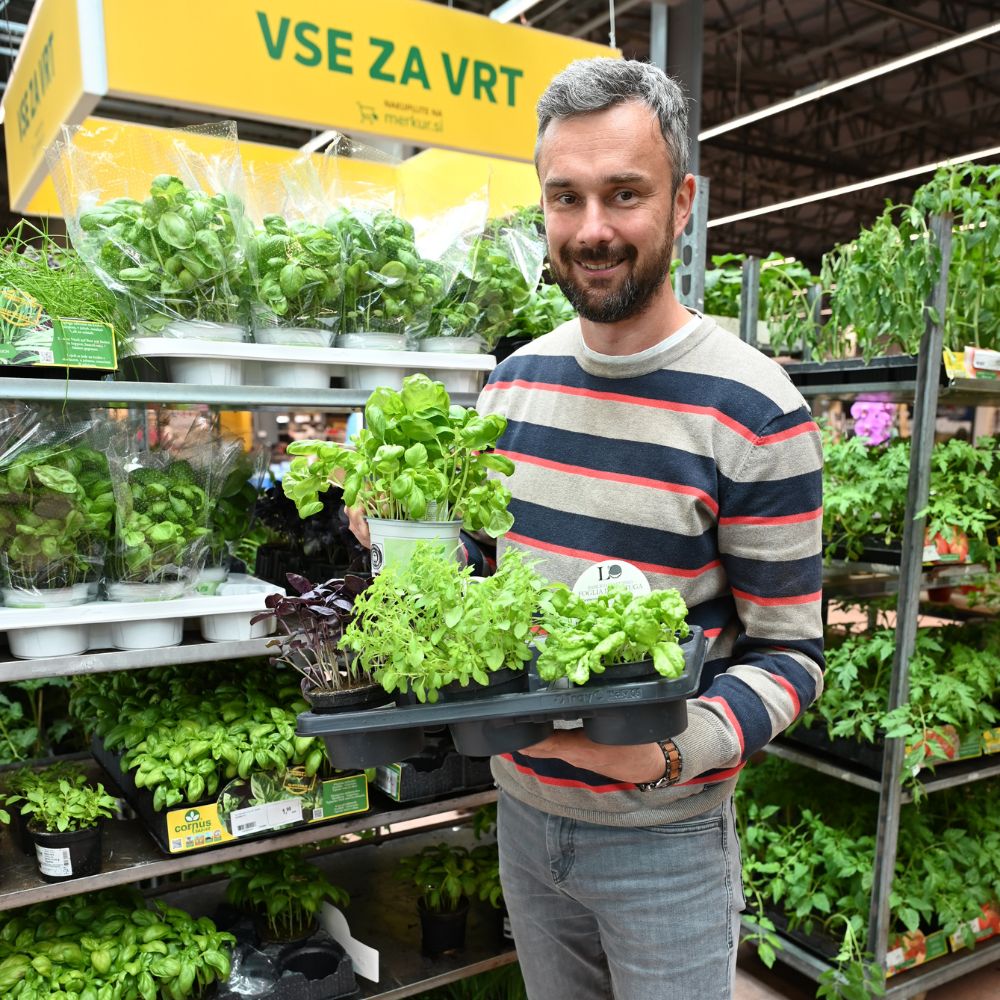 Sadike bazilike takoj po nakupu presadimo v večjo posodo.