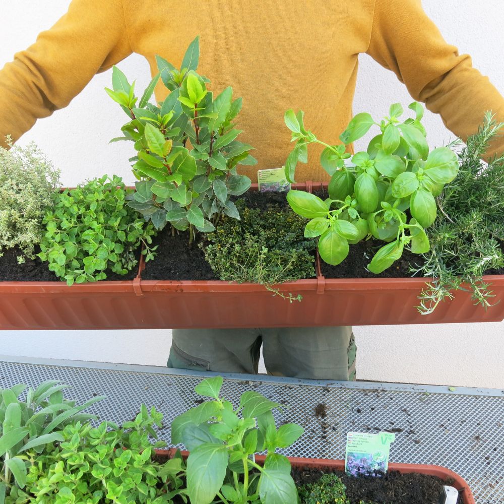 V večjem koritu smo kombinirali plazeči rožmarin, klasično baziliko “Genovese”, citronski timijan, lovor, origano in pisanolistni timijan.