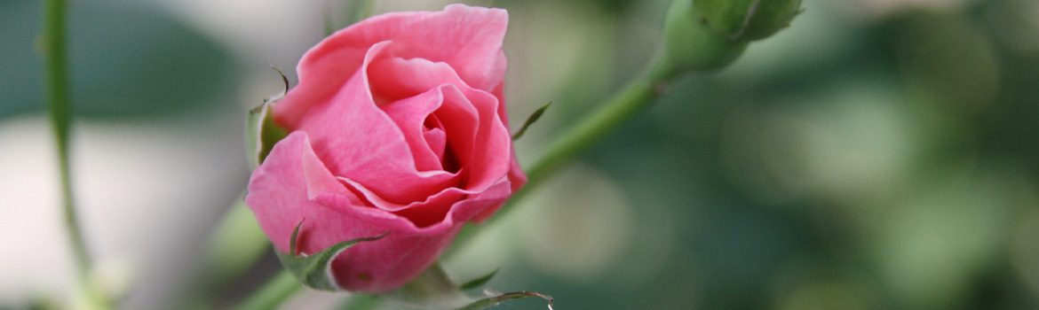 naslovna-slika-zimska_skrb_za_ptice_banner