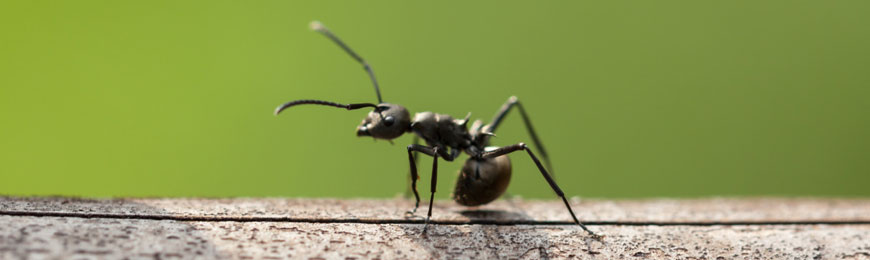 naslovna-slika-mravlja