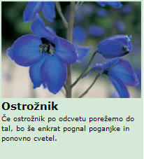 ostrožnik