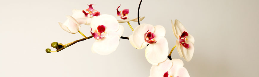 presajanje in obrezovanje orhidej