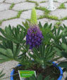 Lupina