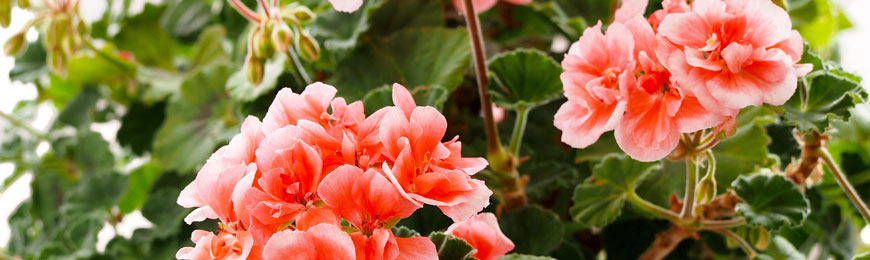 Sajenje in nega pelargonij