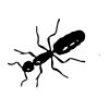 slika-mravlja