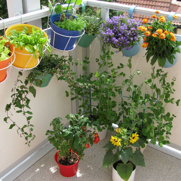 rastline na balkonu