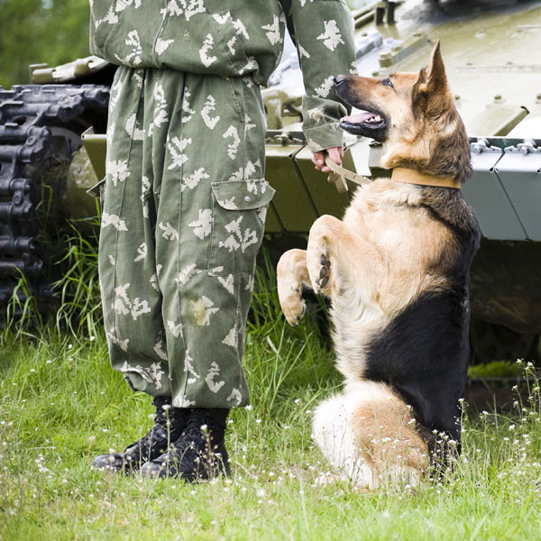 vojaški pes 3